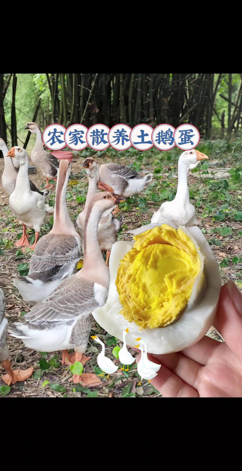 什么鹅品种下蛋量高?-图3 什么鹅品种下蛋量高?-图3