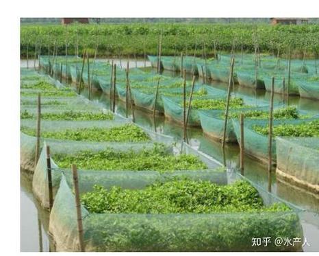 黄鳝泥鳅网箱养殖技术要点有哪些？-图1