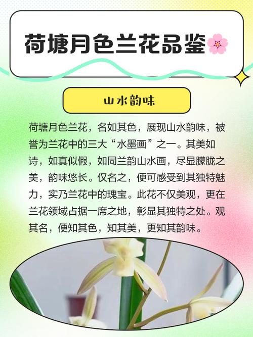 建兰各品种开花时间有何差异？-图1