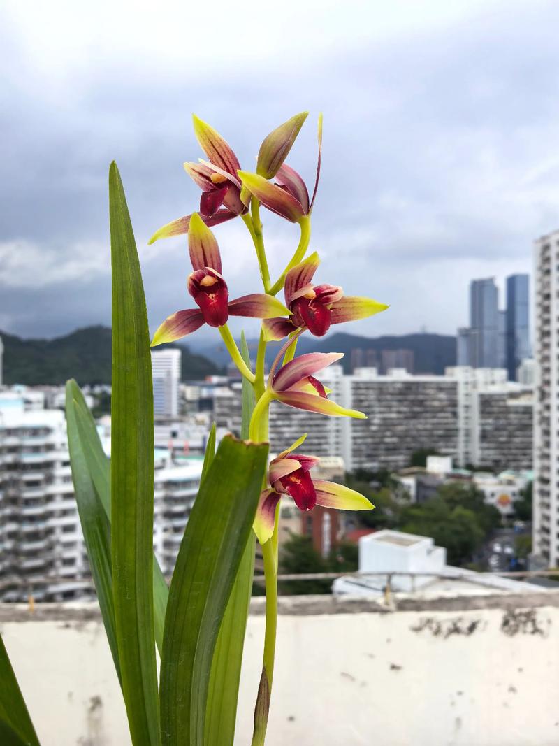 建兰各品种开花时间有何差异？-图2