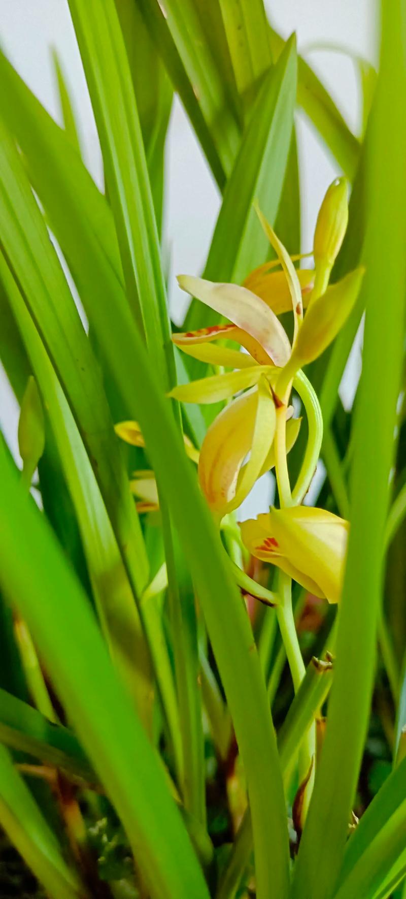 建兰各品种开花时间有何差异？-图3