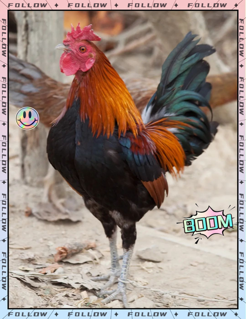 瑶鸡品种有哪些?-图2 瑶鸡品种有哪些?-图2