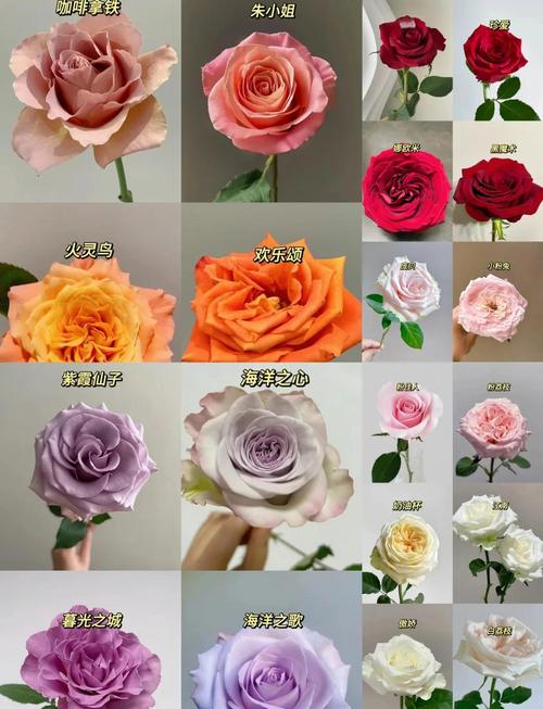 哪种玫瑰花品种最贵？-图3