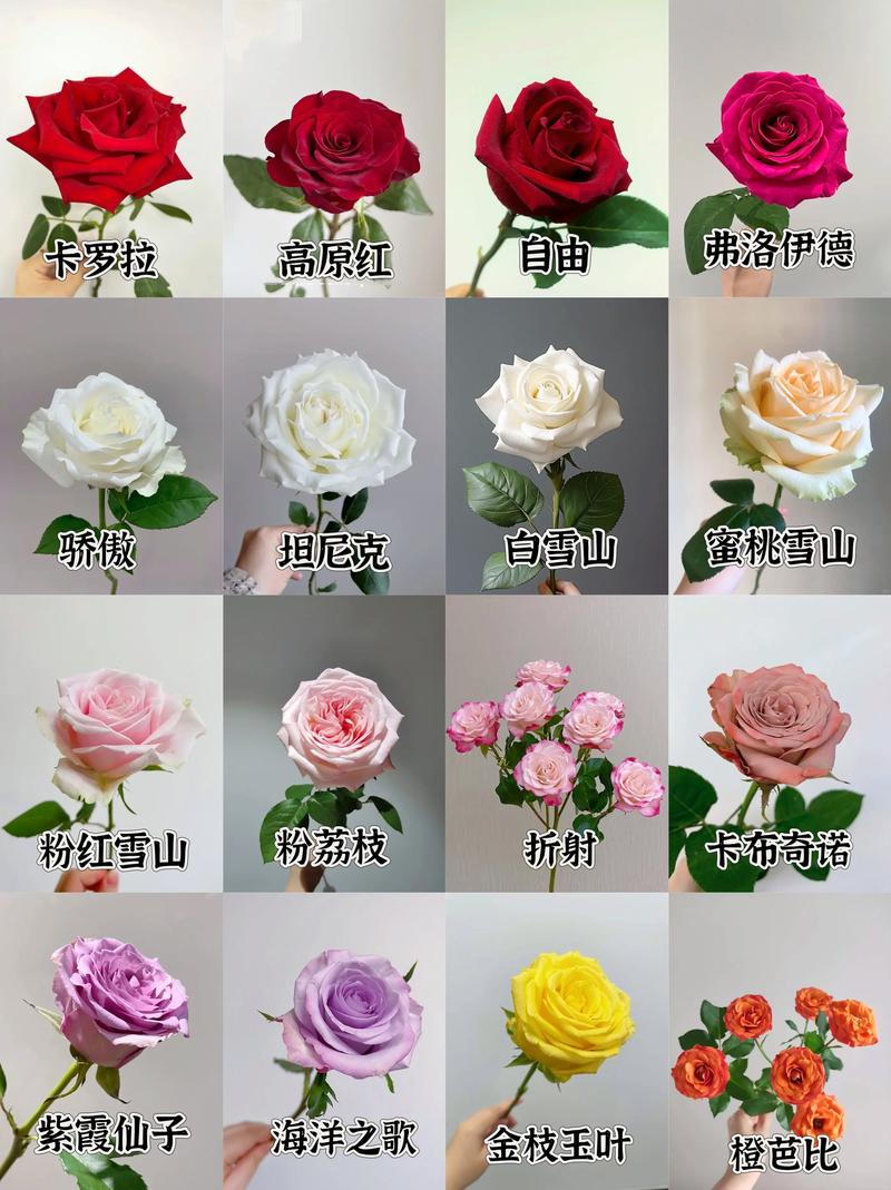 哪种玫瑰花品种最贵？-图2