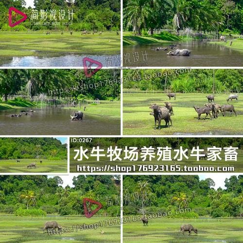 中国水牛养殖技术视频，新手能快速学会吗？-图1