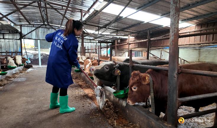 中国水牛养殖技术视频，新手能快速学会吗？-图3