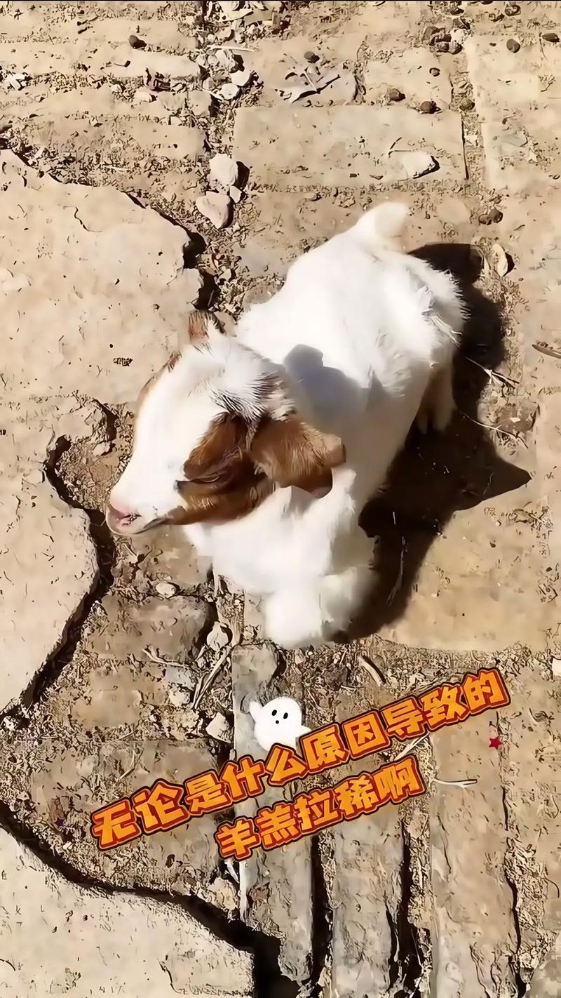 羊羔拉稀用什么药治?-图3 羊羔拉稀用什么药治?-图3