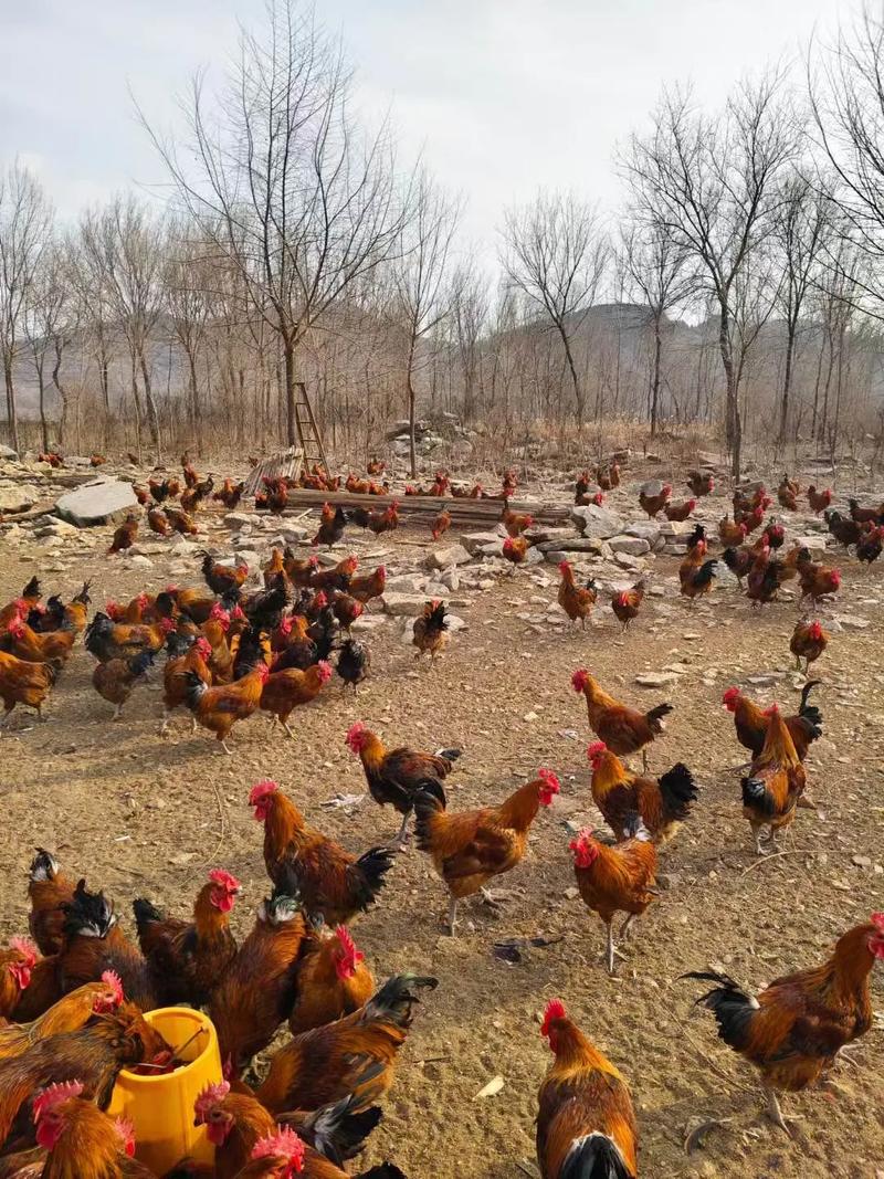 农村放养土鸡养殖技术有哪些关键要点？-图2