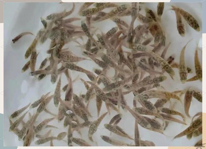 珍珠龙胆鱼苗如何高效孵化?-图1 珍珠龙胆鱼苗如何高效孵化?-图1