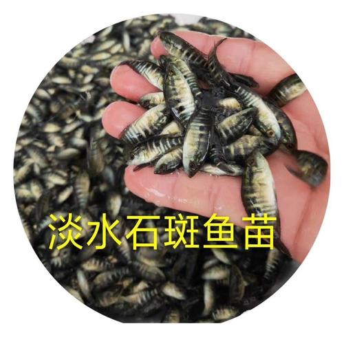 珍珠龙胆鱼苗如何高效孵化?-图2 珍珠龙胆鱼苗如何高效孵化?-图2