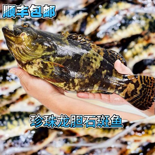 珍珠龙胆鱼苗如何高效孵化?-图3 珍珠龙胆鱼苗如何高效孵化?-图3