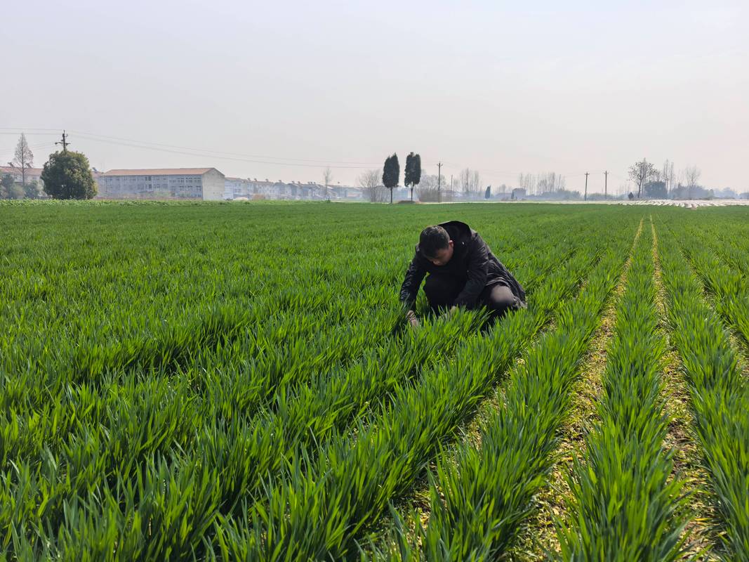 小麦高产种植技术视频，如何实现高产？-图1