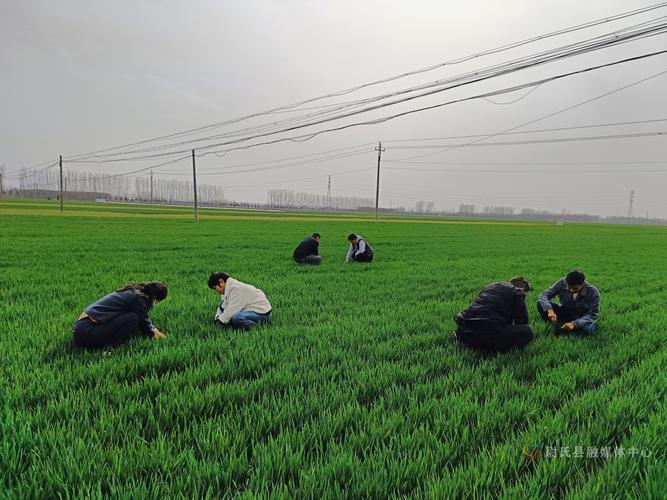 小麦高产种植技术视频，如何实现高产？-图3