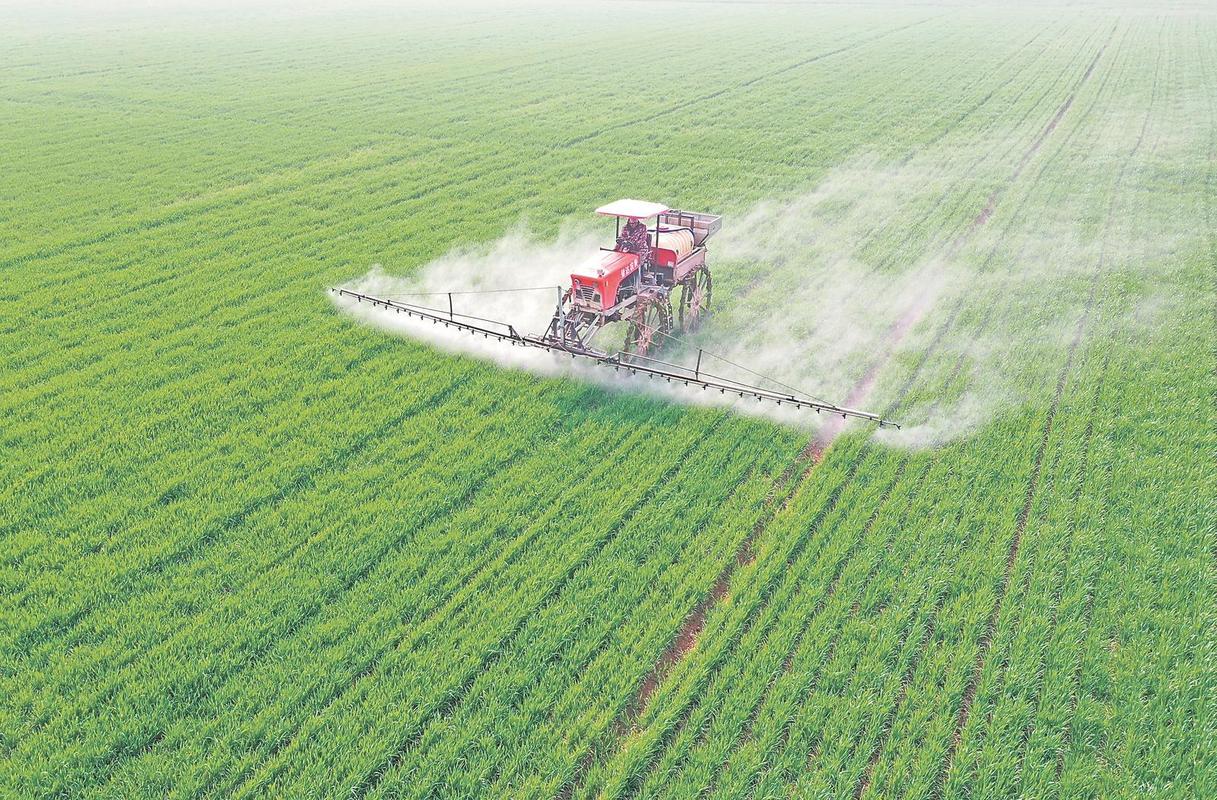 小麦高产种植技术视频，如何实现高产？-图2