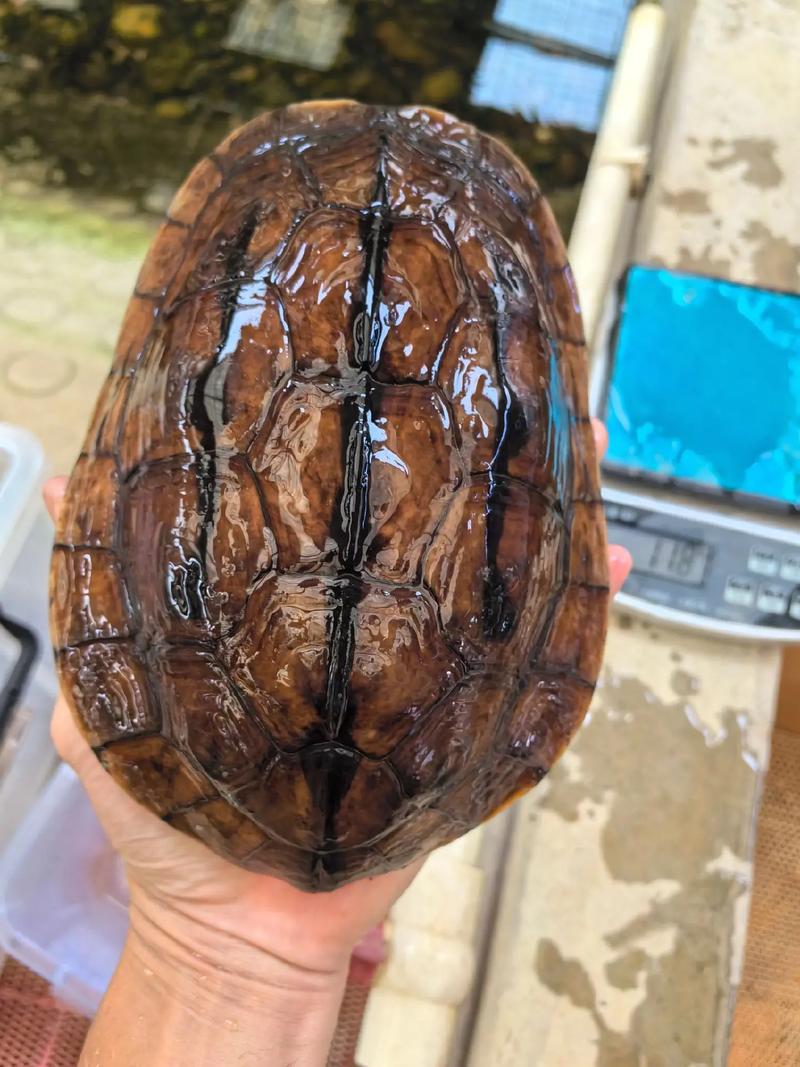 金石龟一斤售价多少？-图1