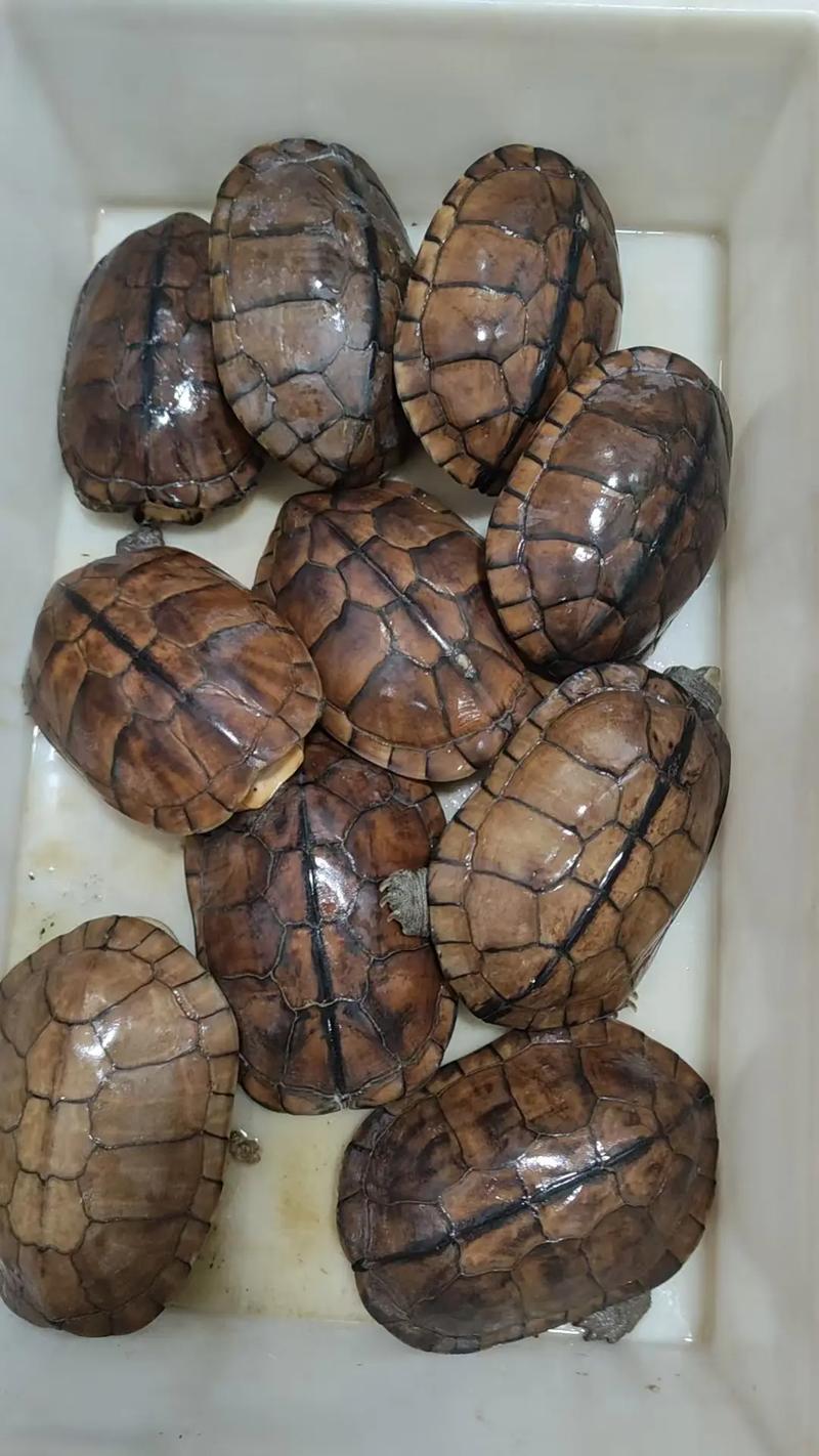 金石龟一斤售价多少？-图2