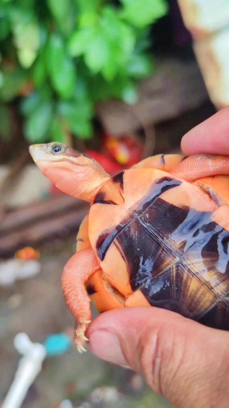 越南龟类品种有哪些？-图2