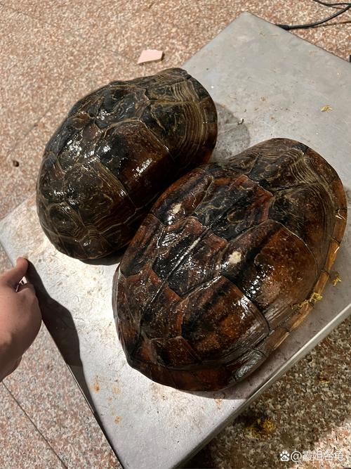 越南龟类品种有哪些？-图3