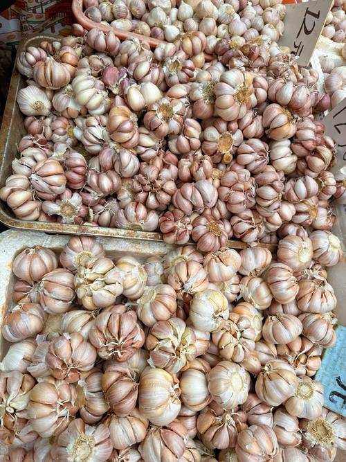 白蒜头价格多少钱一斤？-图1