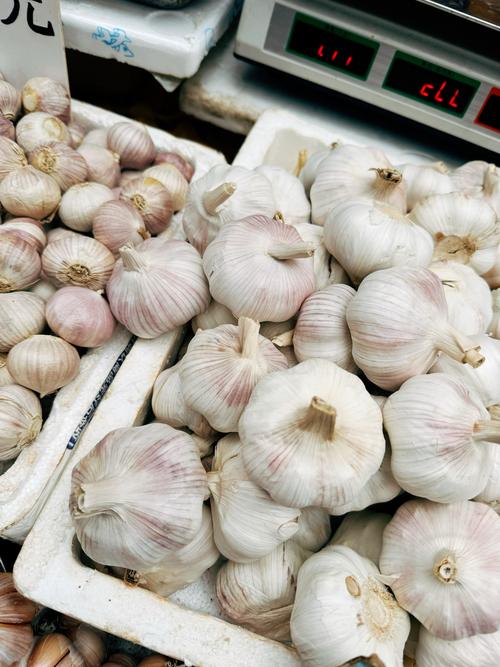 白蒜头价格多少钱一斤？-图2