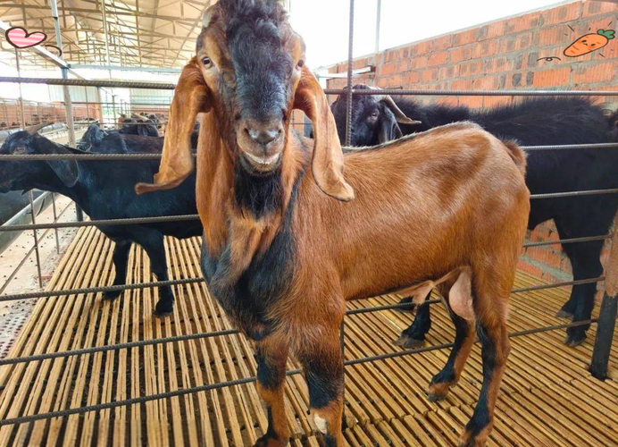 养羊选什么品种最合适?-图1 养羊选什么品种最合适?-图1