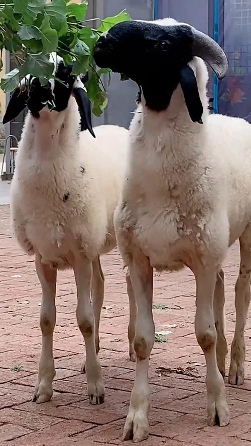 小尾寒羊圈养技术视频怎么学？-图1