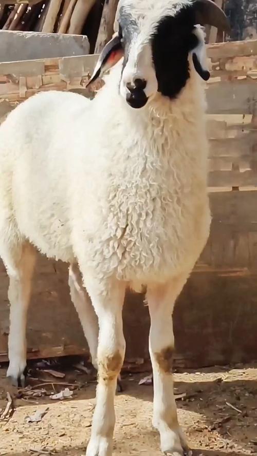 小尾寒羊圈养技术视频怎么学？-图2