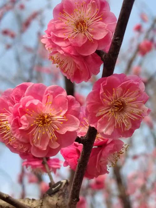 北方也能种梅花?哪些品种能耐寒?-图1 北方也能种梅花?哪些品种能耐寒?-图1