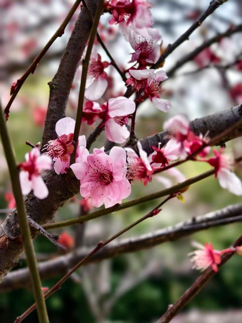 北方也能种梅花?哪些品种能耐寒?-图2 北方也能种梅花?哪些品种能耐寒?-图2