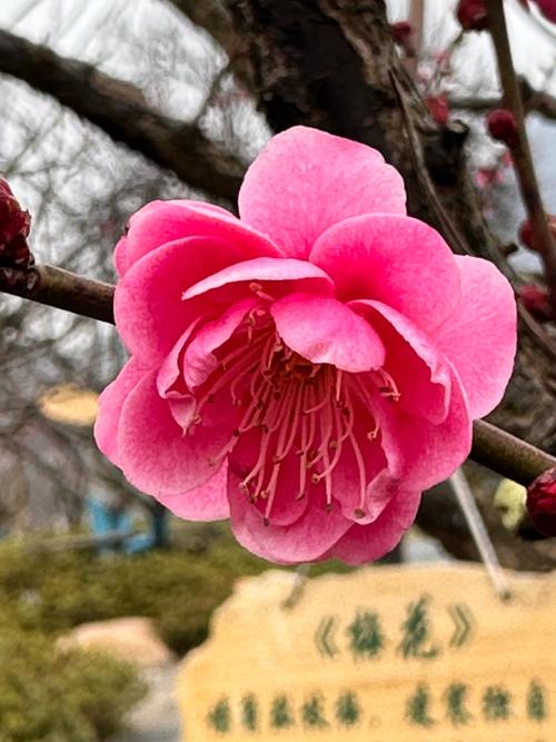 北方也能种梅花?哪些品种能耐寒?-图3 北方也能种梅花?哪些品种能耐寒?-图3