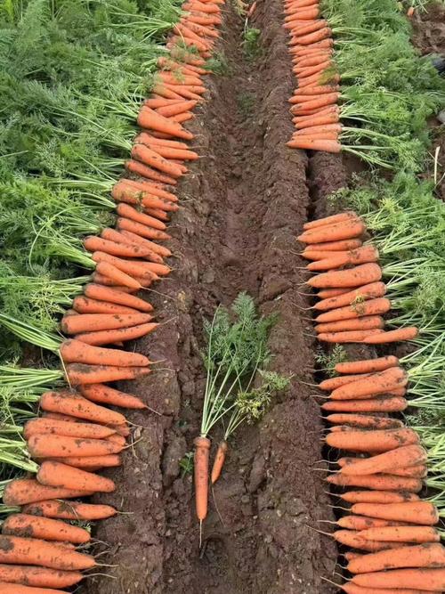 胡萝卜价格行情如何?一亩田最新行情?-图1 胡萝卜价格行情如何?一亩田最新行情?-图1