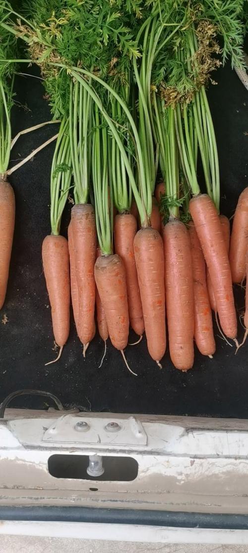 胡萝卜价格行情如何？一亩田最新行情？-图2