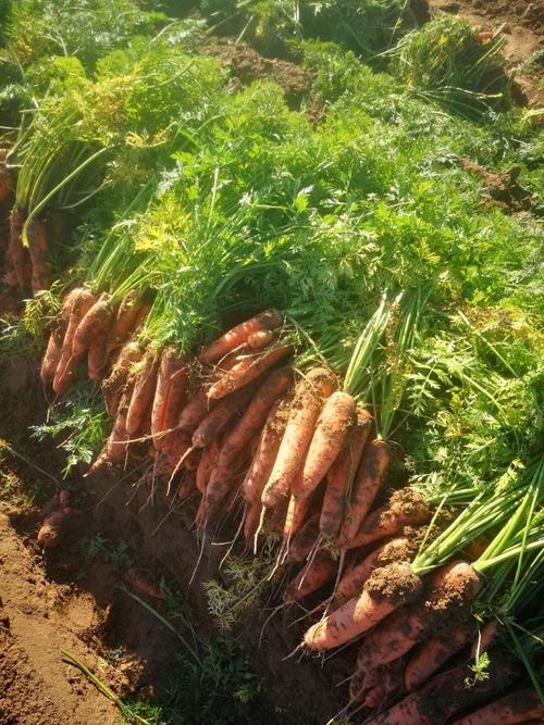 胡萝卜价格行情如何?一亩田最新行情?-图3 胡萝卜价格行情如何?一亩田最新行情?-图3