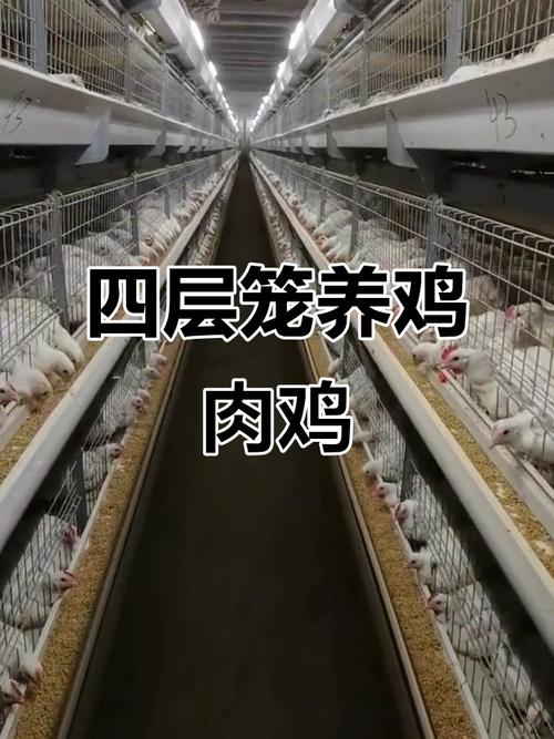 肉鸡养殖技术视频哪里能下载?-图2 肉鸡养殖技术视频哪里能下载?-图2