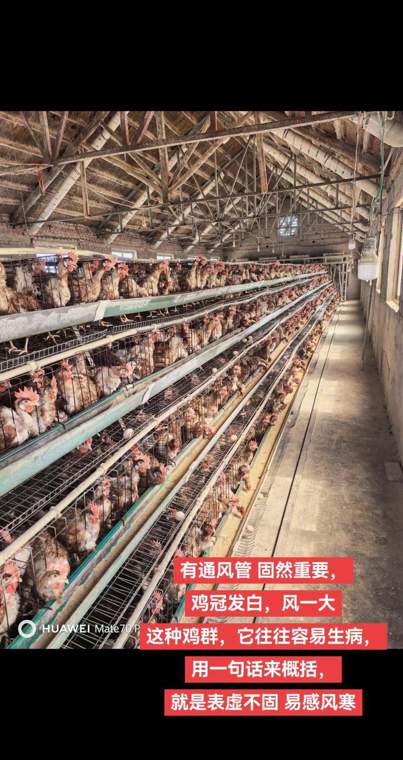 肉鸡养殖技术视频哪里能下载?-图1 肉鸡养殖技术视频哪里能下载?-图1