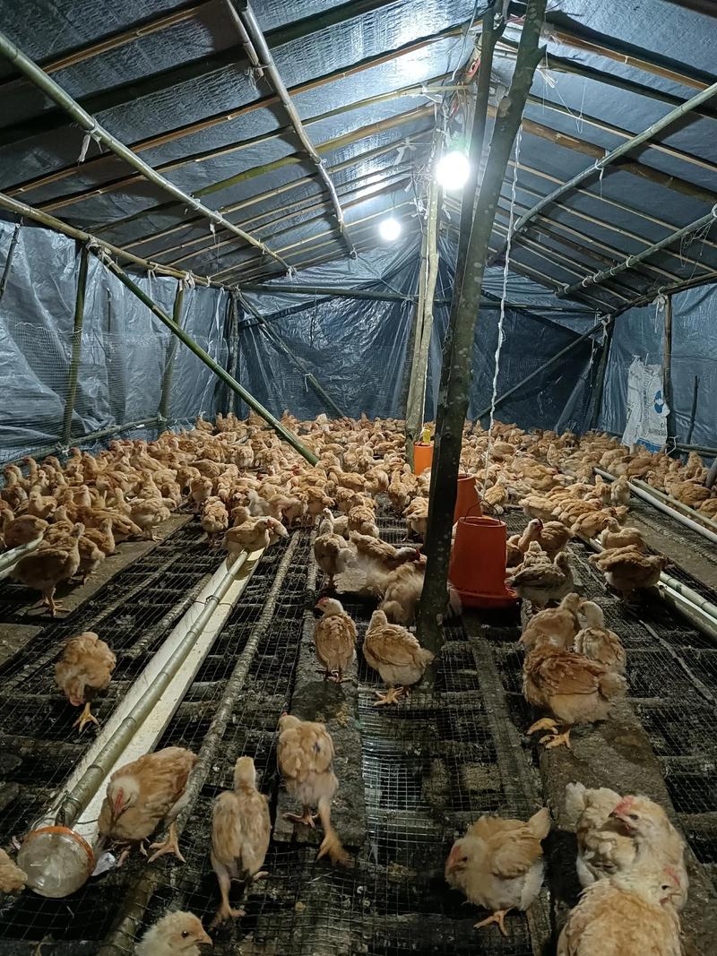 肉鸡养殖技术视频哪里能下载?-图3 肉鸡养殖技术视频哪里能下载?-图3