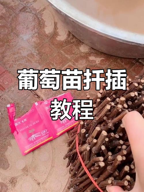 夏季葡萄扦插育苗,关键步骤有哪些?-图1 夏季葡萄扦插育苗,关键步骤有哪些?-图1