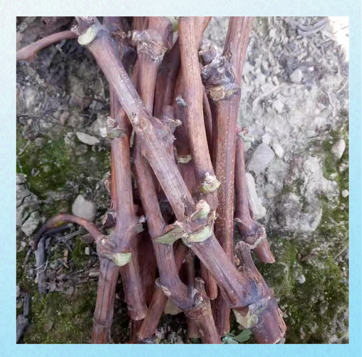 夏季葡萄扦插育苗,关键步骤有哪些?-图2 夏季葡萄扦插育苗,关键步骤有哪些?-图2