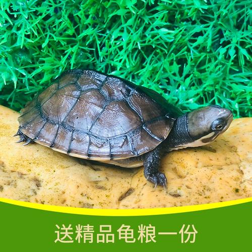 南石金钱龟价格走势如何？-图2