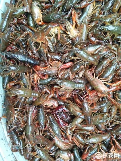 洞庭湖小龙虾价格咋样?-图2 洞庭湖小龙虾价格咋样?-图2