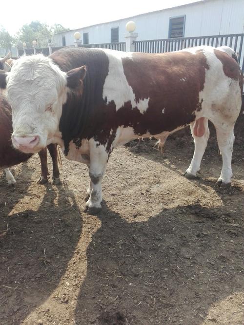 牛哪个品种长势最快?-图1 牛哪个品种长势最快?-图1