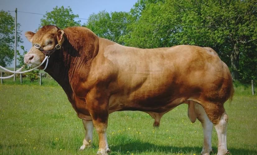 牛哪个品种长势最快?-图3 牛哪个品种长势最快?-图3