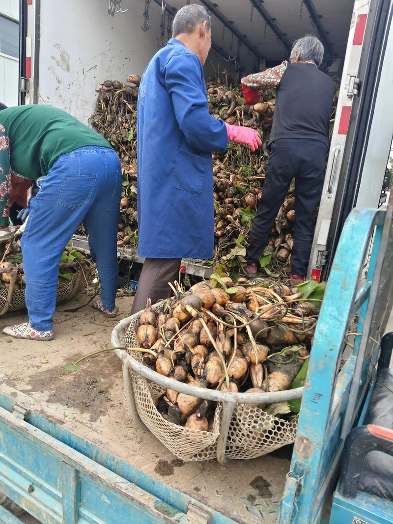 泥鳅莲藕咋套种?技术要点看这里!-图1 泥鳅莲藕咋套种?技术要点看这里!-图1