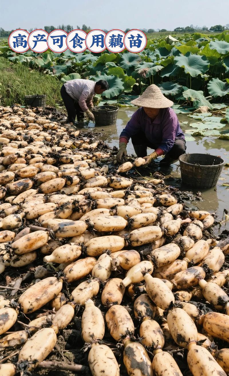 泥鳅莲藕咋套种?技术要点看这里!-图2 泥鳅莲藕咋套种?技术要点看这里!-图2
