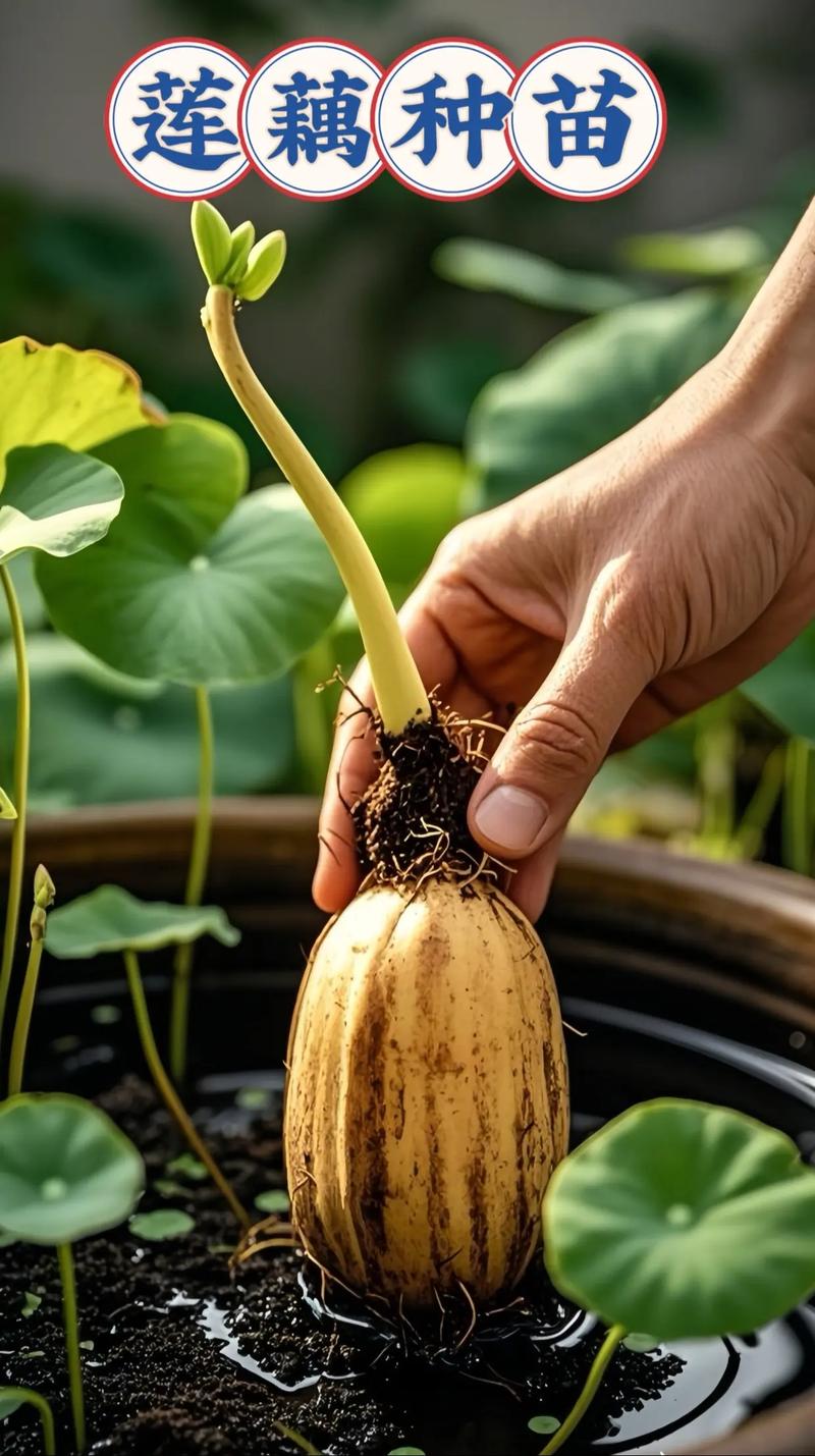 泥鳅莲藕咋套种?技术要点看这里!-图3 泥鳅莲藕咋套种?技术要点看这里!-图3