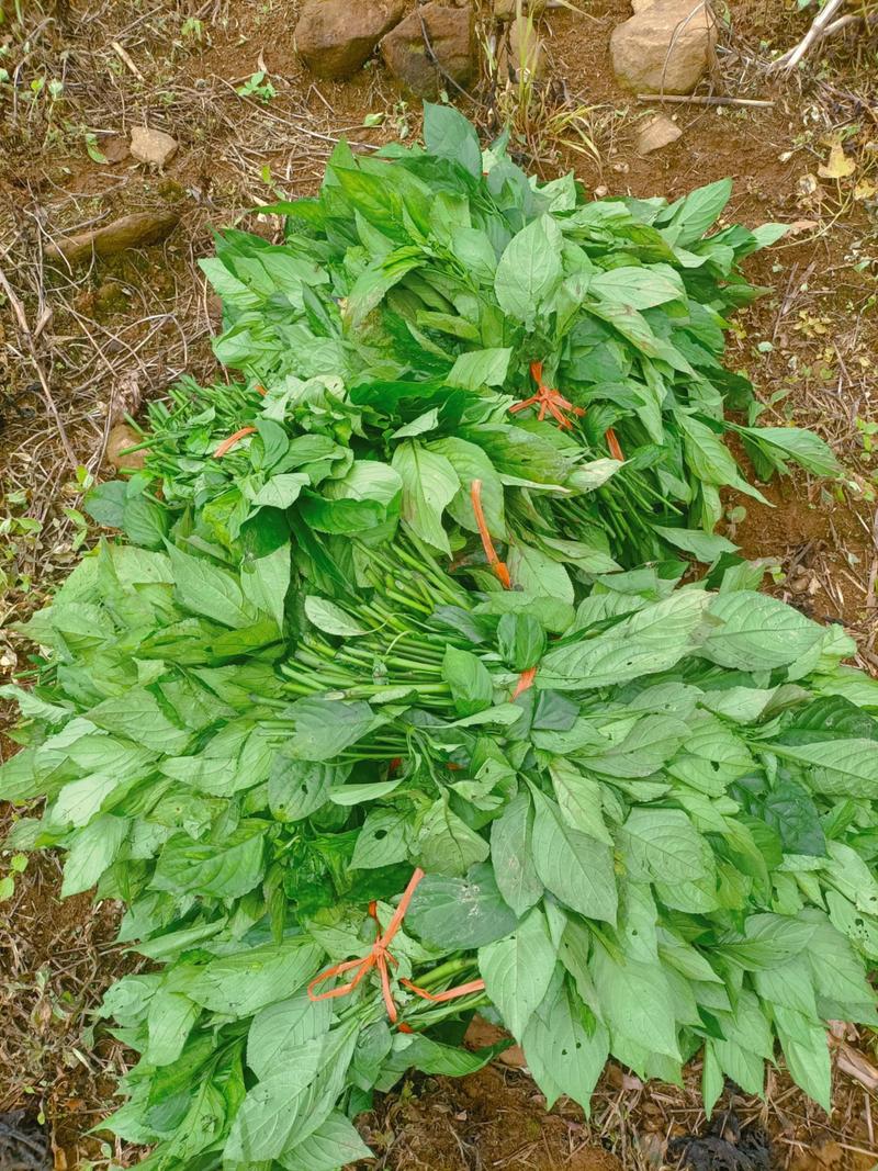 板蓝根种植技术有哪些关键要点？-图1