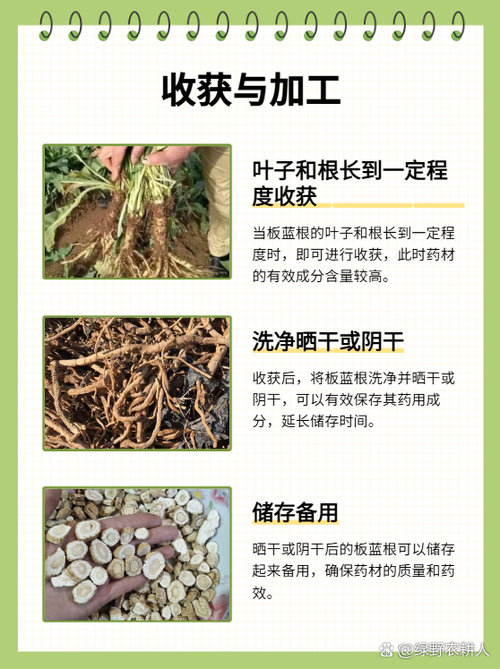 板蓝根种植技术有哪些关键要点？-图2