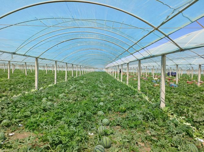 温室西瓜种植技术视频有哪些要点？-图2