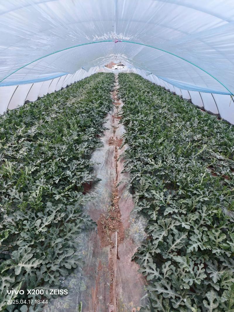 温室西瓜种植技术视频有哪些要点？-图3