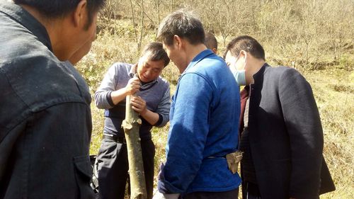 板栗嫁接步骤图解，关键技巧有哪些？-图2